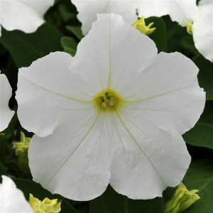 Ez-Rider White2